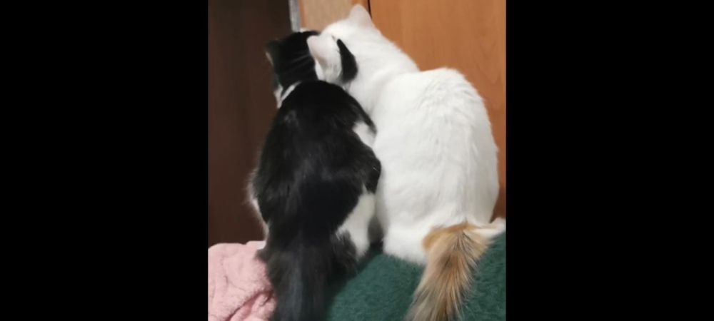 Отдам в добрые руки кошек