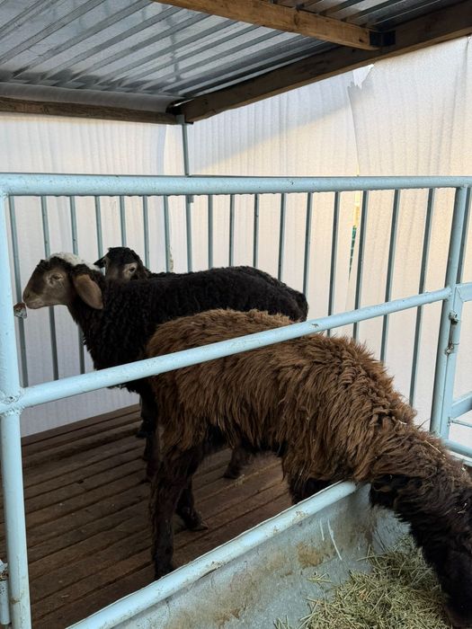 Продаётся бараны