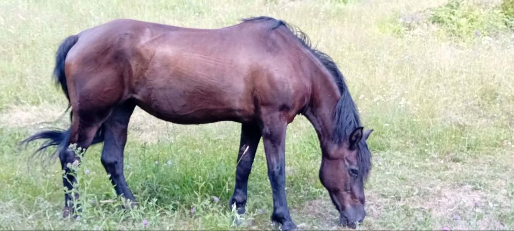 Vând iapa  in vârstă de 16 ani calul este foarte bland nu mușcă nu zvârle cu picioarele, merge si la unu si la doi calul se probează la fata locului