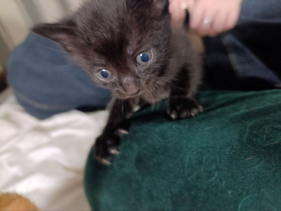 Отдаём кошку и котят в хорошие руки!