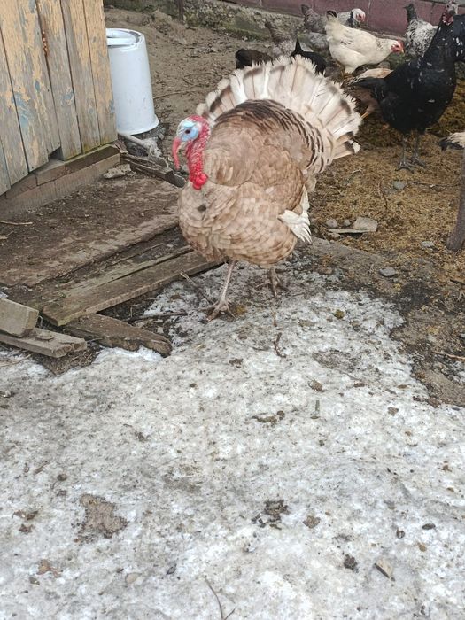 Индюки индюк ундик