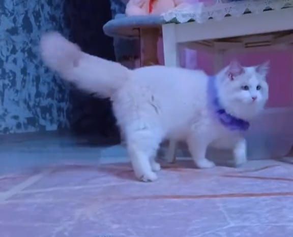 Вязка с котом  Рэгдолл