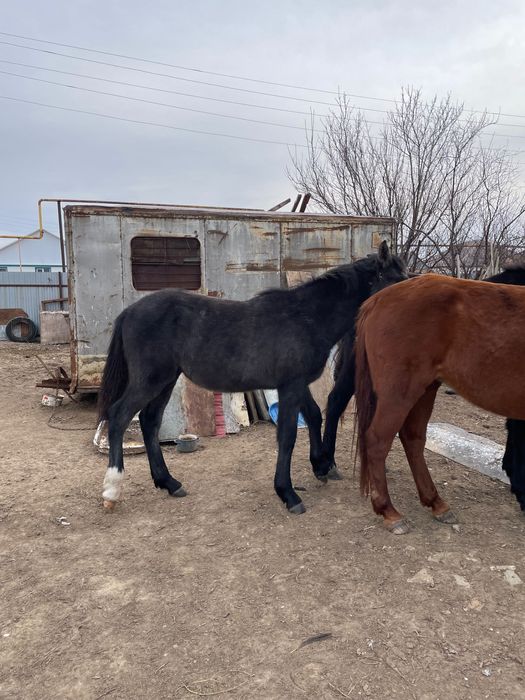 Жабағы еркек соғым