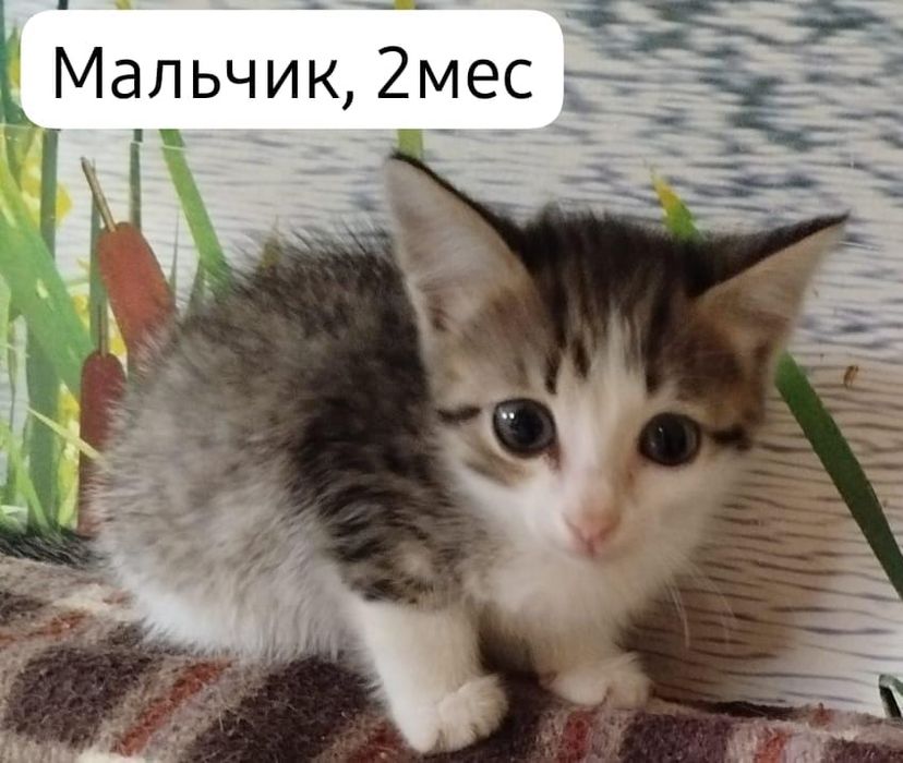 Котята бесплатно⁹