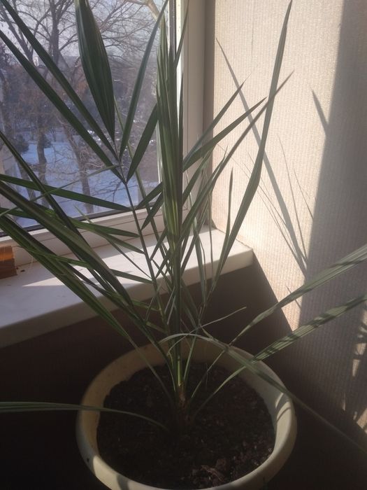 Финиковая пальма