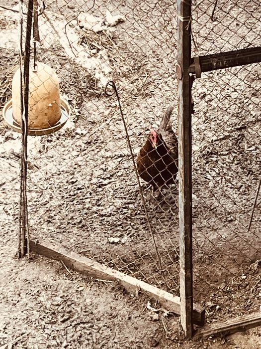 куры домашние несушки