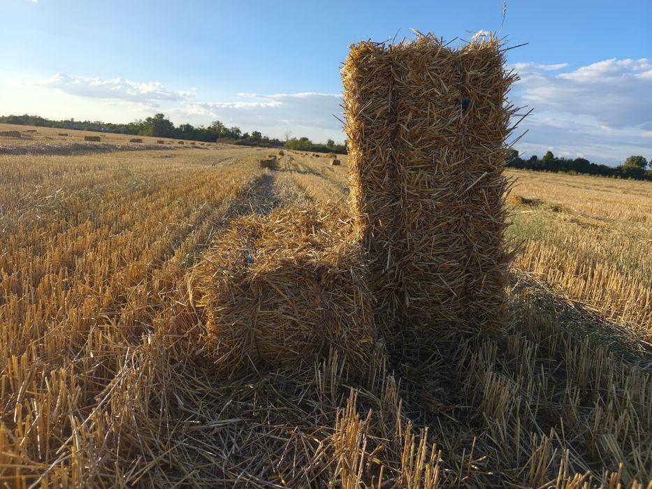 Бали пшенична слама