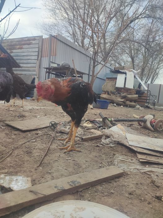 Шамо шөже сатылат