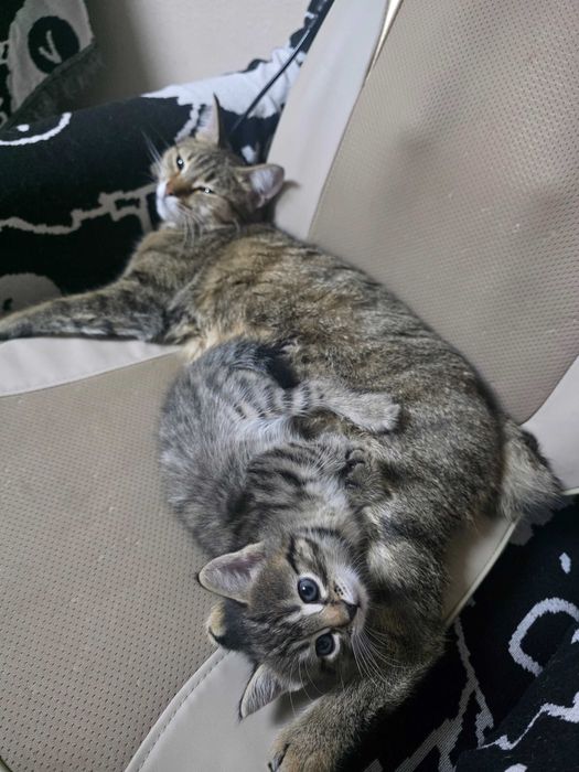 Отдадим котят в хорошие руки