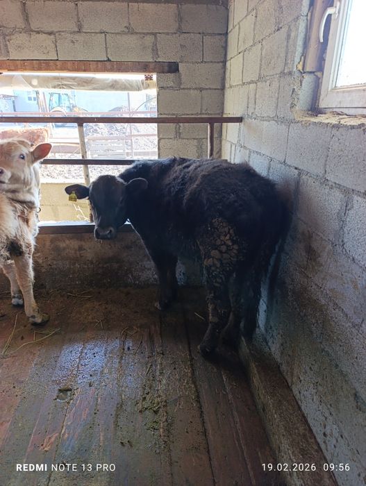 Продам два бычка