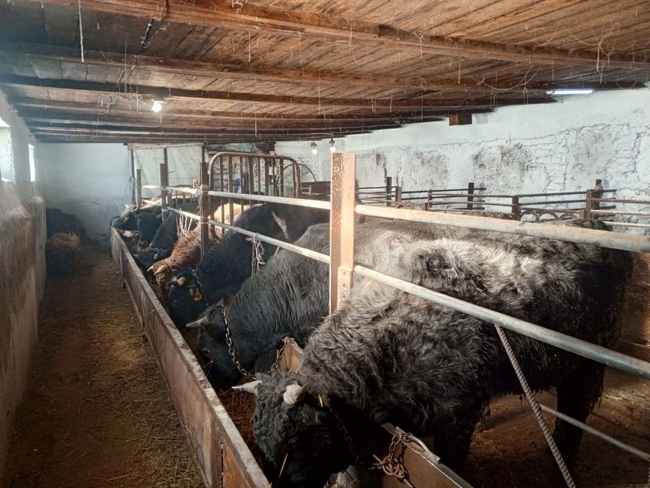 Продам Бычков Продам Бычков с откорма