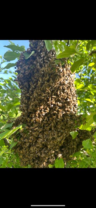 Vând roi de albine