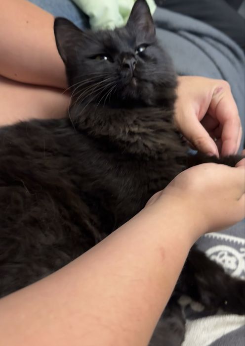 Отдам двух котов в добрые руки