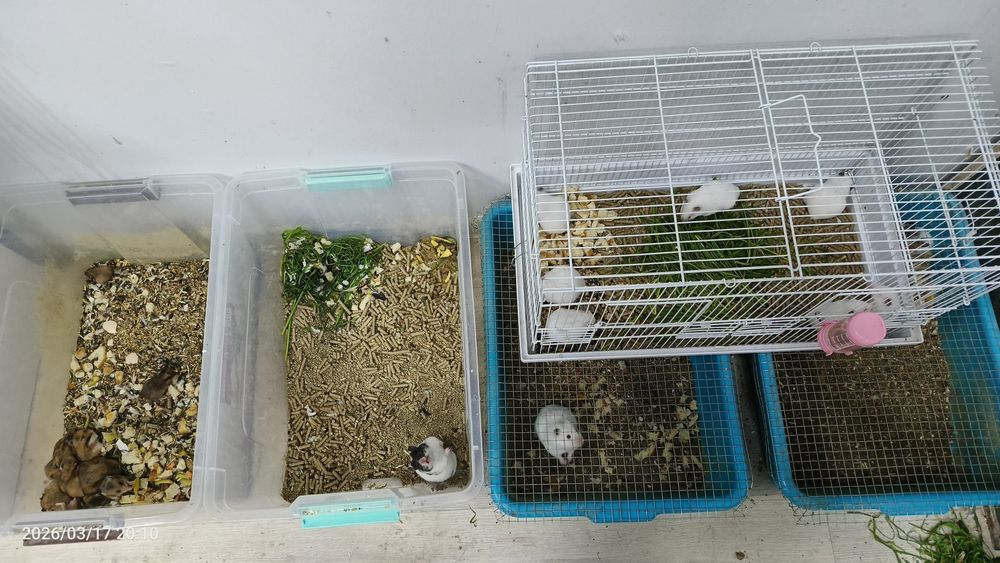 Хамичоклар сотувда