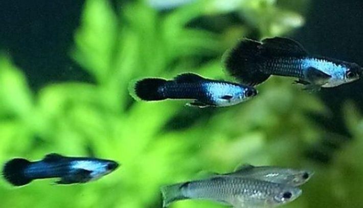 Гуппи Панда .Гуппи Панда.