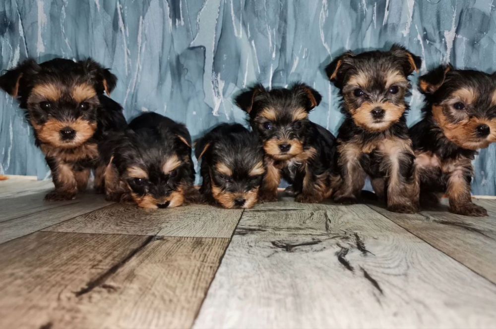 Йоркширский терьер щенки рассрочка