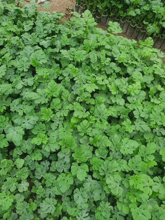 Тарвуз кучатлар сотилади