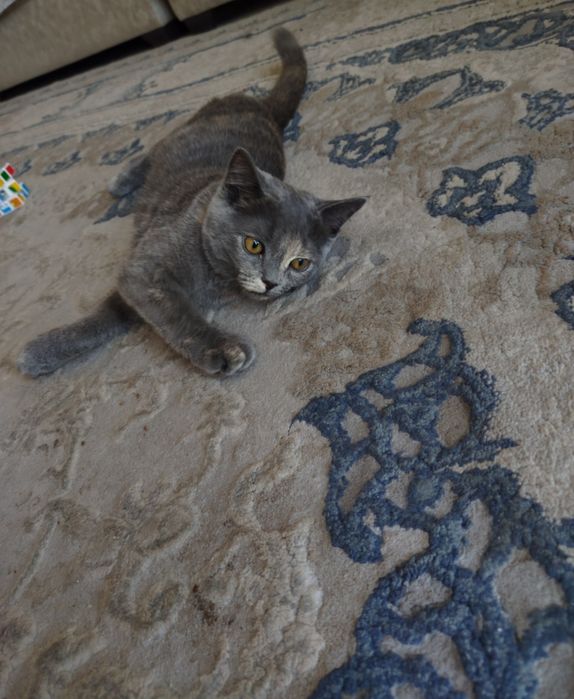Продам КОТ British Shorthair , мушук сотилади