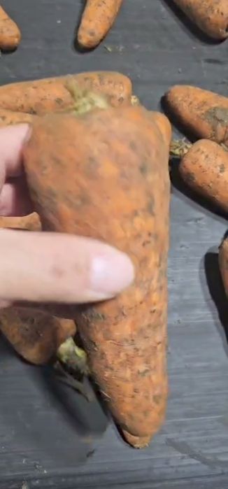 Морковь оптом овощи