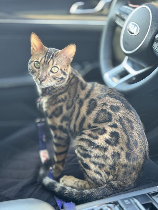 Продам котика бенгал