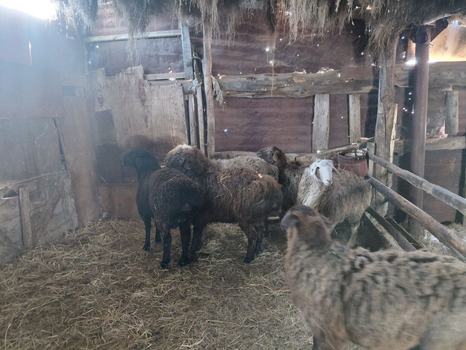 Қошқарлар сатылады.