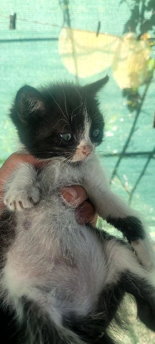 Котята  бесплатно