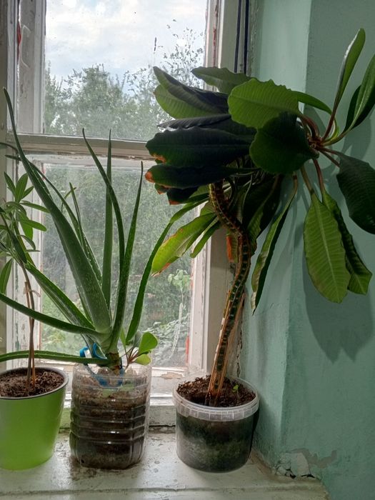 Продам цветы Алой и Малочай