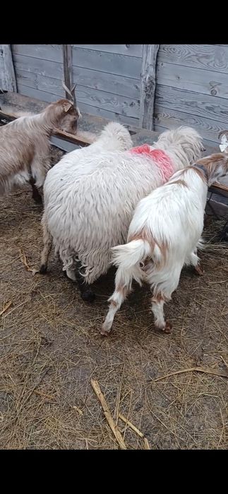 Vând 2 miele  breze !!