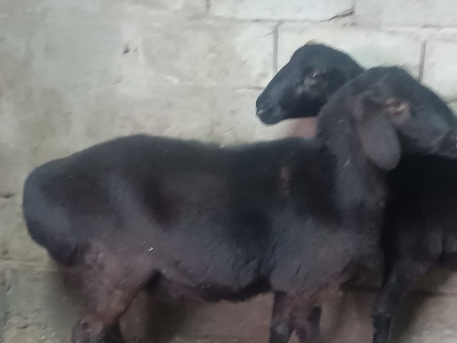 Гисарские Саулык