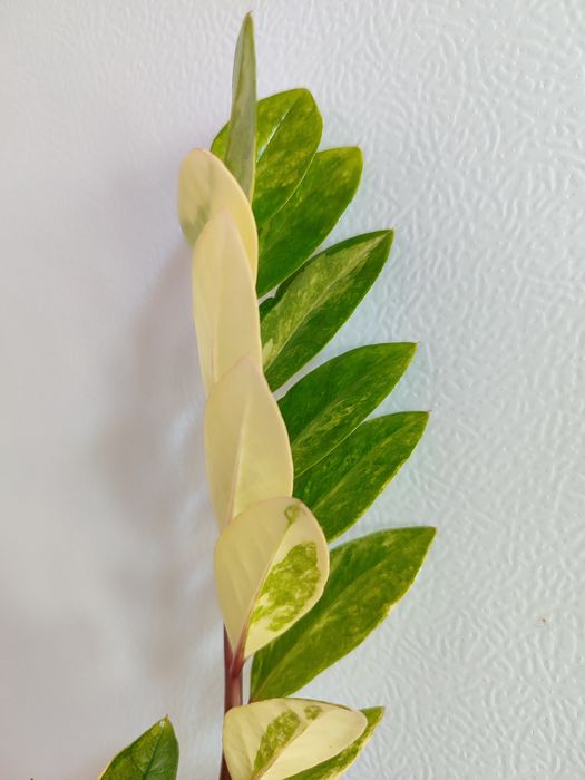 Замиокулькас вариегатный