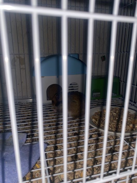 Продап синийских хомяков