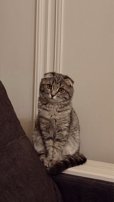 Продам шотладскую кошку