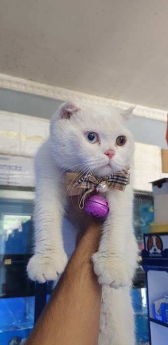 Mushukcha sotiladi qiziqanlar bemalol aloqaga chiqaszlar