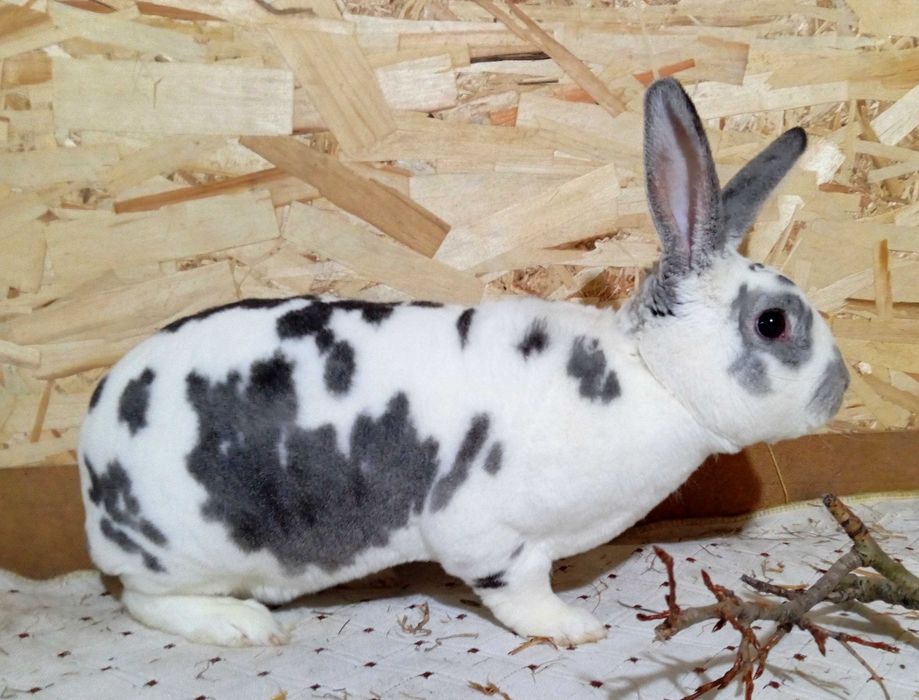 Кролики Рекс разных окрасов.