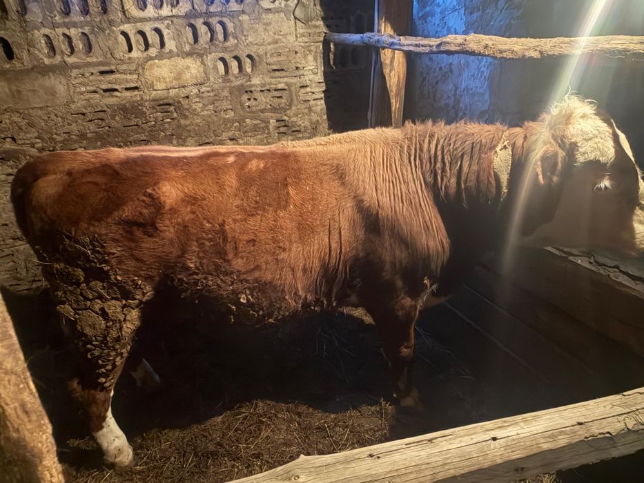 Продам быка на откорми