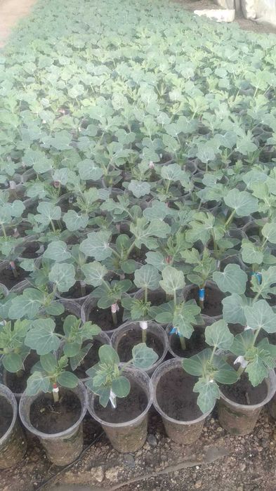 Разсад Дини Любимец