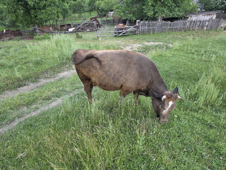 Vaca de vanzare GESTANTA