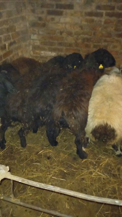 Баран кошкарик на развод