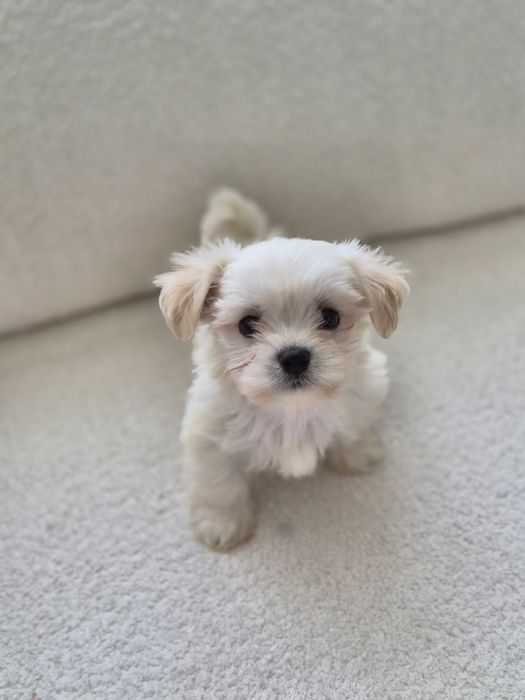 Pui bichon maltez