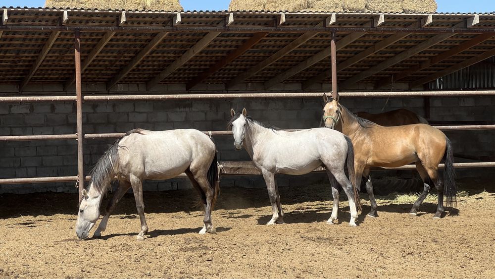 Жеребец, кунан, тай, айгыр, ат, лошадь