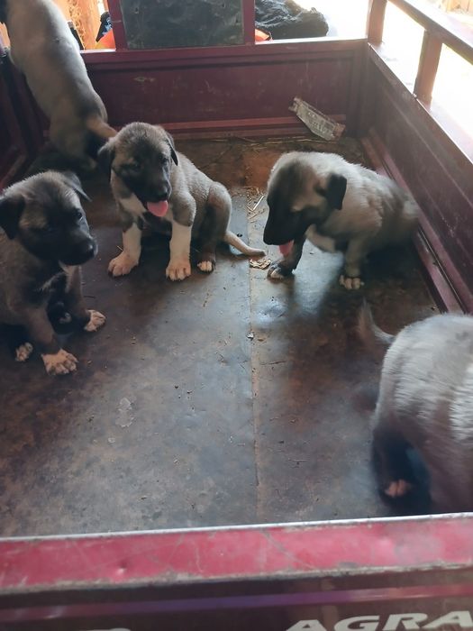 Berbeci,oi,miei de rasă