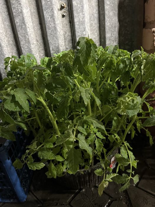 Продам рассаду помидор