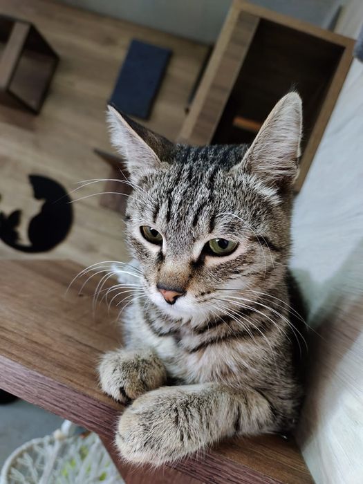 Кот в добрые руки