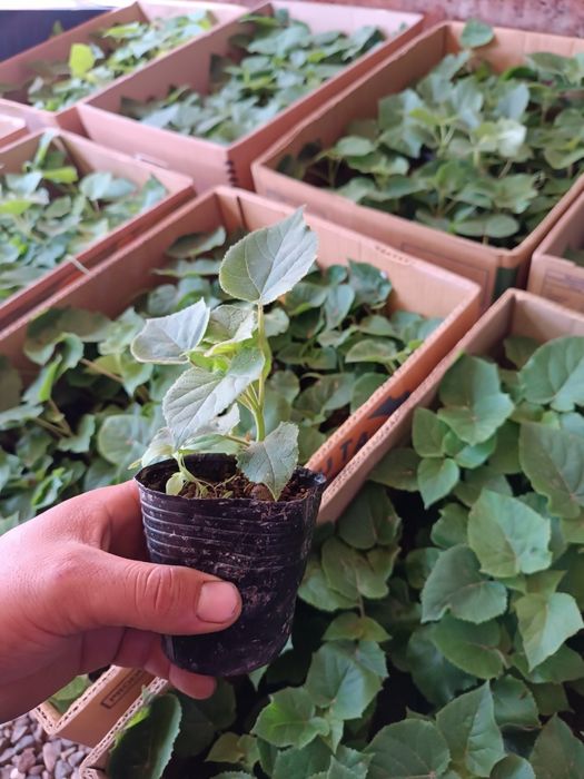 Pavloniya nixolllari sotiladi Juda arzon narxlarda