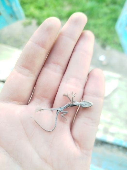 Скелет яширицы для биологов