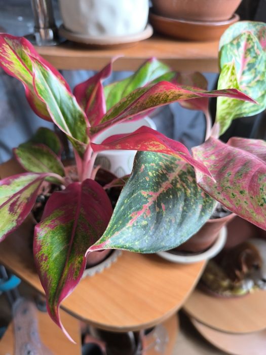 Продам Аглонему.