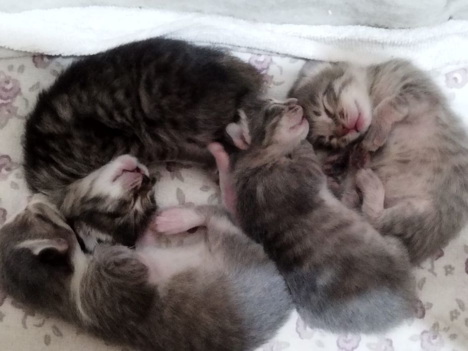 Котята бесплатно хорошие руки