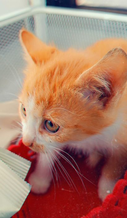 Adoptie pui de pisica roscat Dumitrel