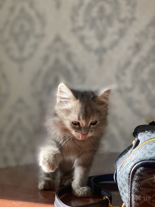 Mushuk: Maine coon