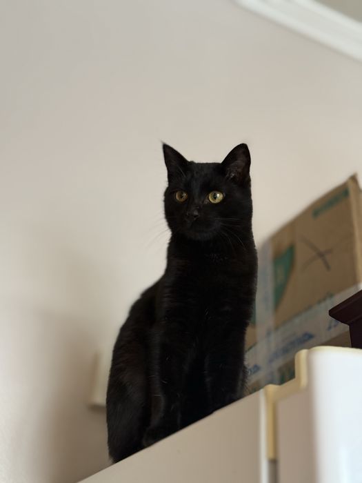 Багира красивая ласковая кошка